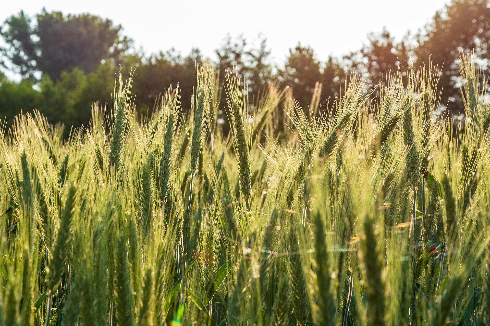Landwirtschaftliche Bewirtschaftung auf Agrargrund in Deutschland und Österreich